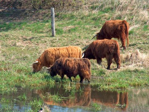 Schottische Hochlandrinder (Bild: Naturschutz Berlin Malchow )