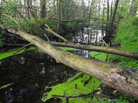 NSG Bogenseekette und Lietzengrabenniederung