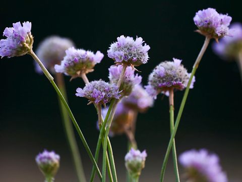 Gemeine Grasnelke (Armeria maritima spp. elongata) (Bild: Florian Möllers)