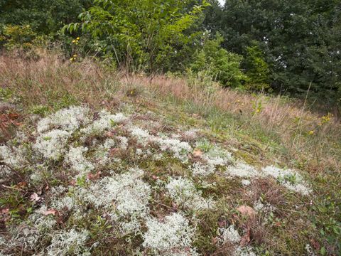 Trockenrasen auf dem Windmühlenberg (Bild: Florian Möllers)