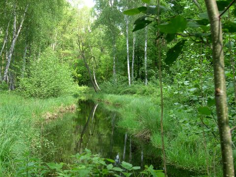 Krumme Lake Grünau (Bild: SenUMVK)