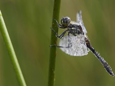 Schwarze Heidelibelle (Bild: Florian Möllers)