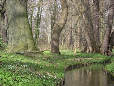 NSG und NATURA 2000-Gebiet Schlosspark Buch und angrenzende Waldfläche