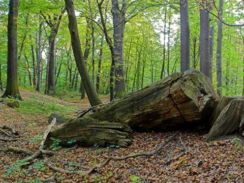 Altbaumbestände im Schlosspark Buch (Bild: Bruno D'Amicis)