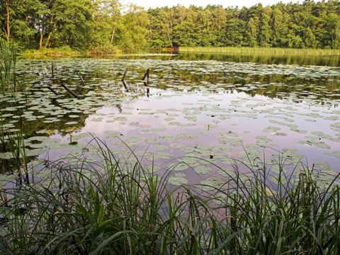 NSG Müggelspreeniederung Köpenick, Moorsee Krumme Laake