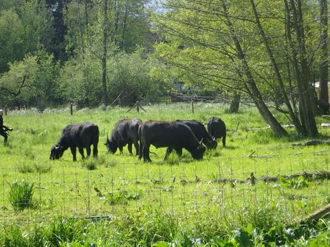 Beweidung (Bild: SenUMVK)