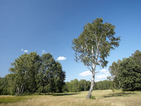 Trockenrasen im Kienhorst (Bild: Josef Vorholt)