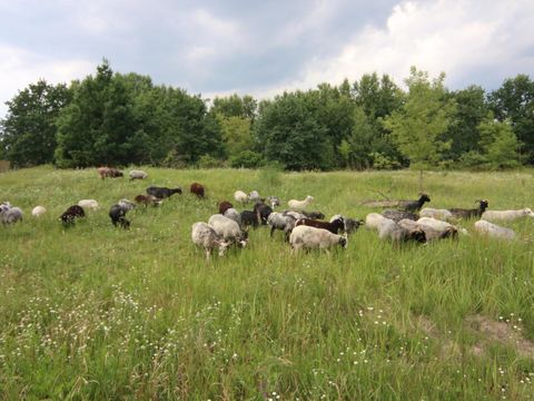 NSG Biesenhorster Sand