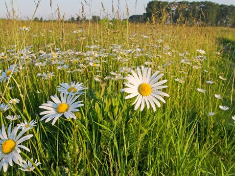 NSG und NATURA 2000-Gebiet Falkenberger Rieselfelder