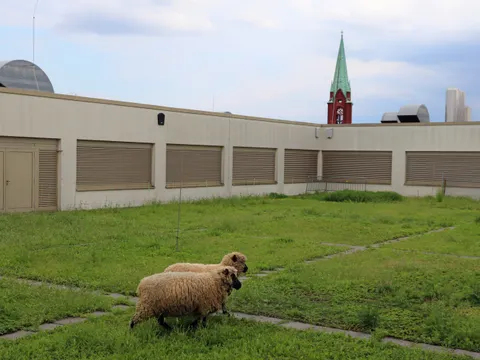 Zwei Schafe stehen auf einer begrünten Dachfläche auf einem Gebäude mit geschlossenen Rolläden.