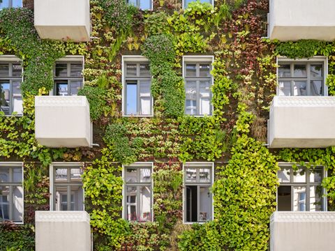 Wohnhausfassade mit üppiger vertikaler Begrünung aus verschiedenen Pflanzenarten zwischen weißen Fenstern und Balkonen