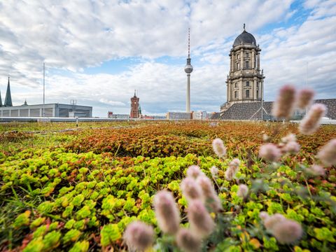 Gründach der Berliner Wasserbetriebe in der Neuen Jüdenstraße