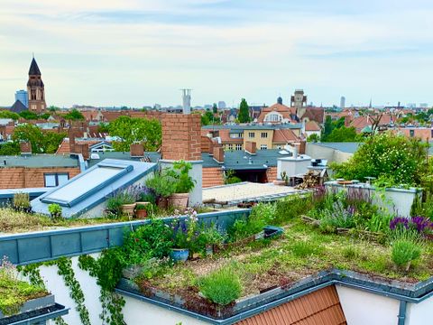 Begrünte Dächer mit blühenden Pflanzen vor der Skyline Berlins