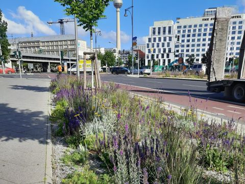 Staudenflächen Holzmarktstraße