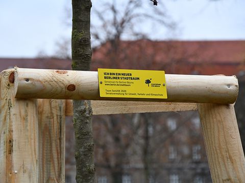Baumschild