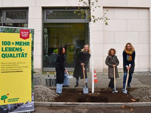 Baumpflanzung in der Rungestraße (Bild: SenUMVK)