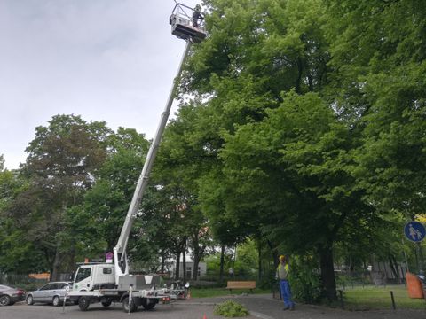 Astentfernung im Kronenbereich (Bild: SenMVKU)