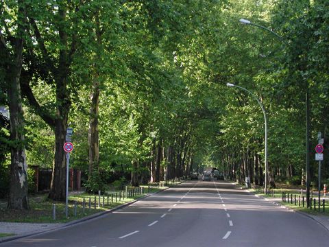 Straßenbäume an der Puschkinallee