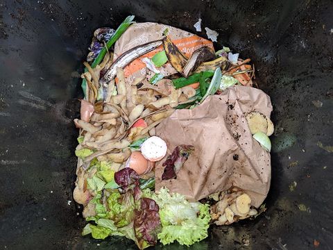 Sichtproben der Biotonnen in der Wohnanlage in Berlin-Kreuzberg – Positivbeispiel
