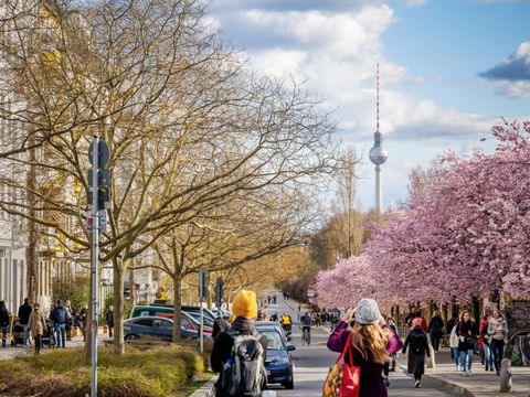 Kirschblüten in der Schwedter Straße
