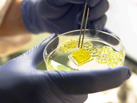 Mittels 3D Bioprinting hergestellte Gewebekonstrukte können verschiedene Designs haben. Modelle im Durchmesser von etwa 6 Millimetern entstehen innerhalb von 5 bis 10 Minuten.