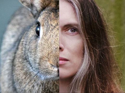 Collage mit Gesicht halb Hase, halb Frau
