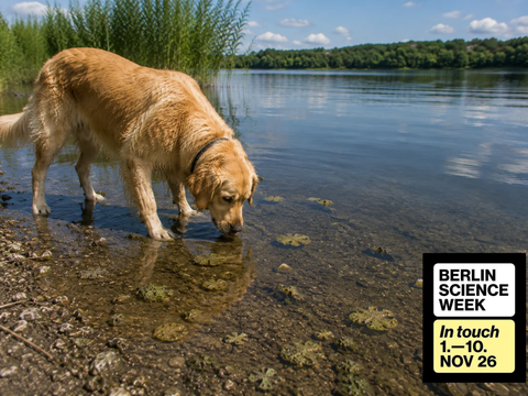 Golden Retriever schnuppert am Uferrand, unter der Wasseroberfläche sieht man Blaualgen