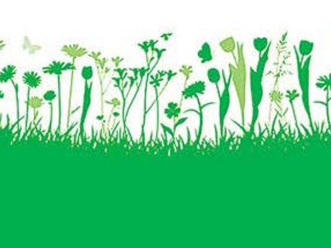 grüne Blumenwiese