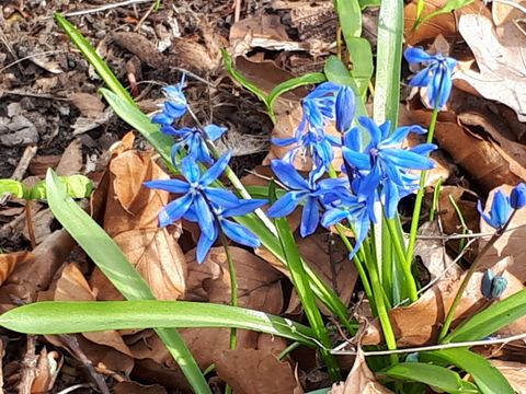 Frühling
