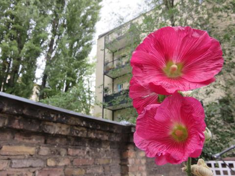 Blume 2 Hof SprengelHaus