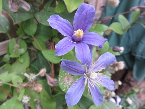Blaue Blume