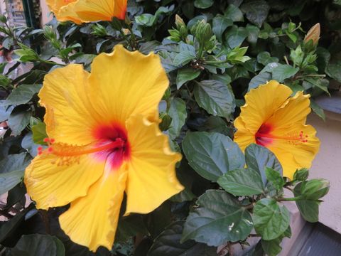 Hibiskus