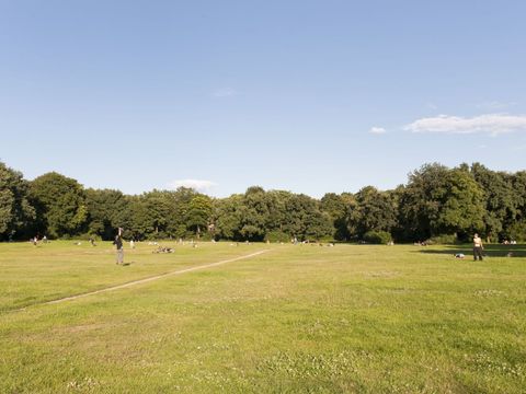 Eine große Wiese. Im Hintergrund Bäume mit grünem Laub