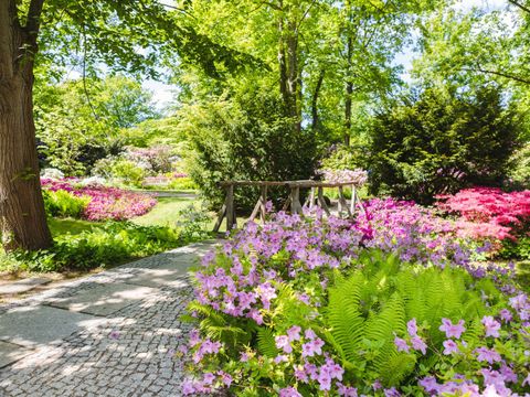 Auf der rechten Seite ein Beet mit blühenden hellrosa Blüten und hellgrünem Farn dazwischen. Neben dem Bett ein kleiner gepflasteter Weg. Daneben ein weiteres Bett mit einem Baum und weiteren lila blühenden Blumen