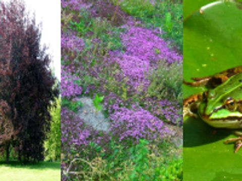 Natur Pflanzen Artenschutz Teaser