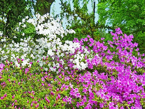 Botanischer Volkspark Pankow