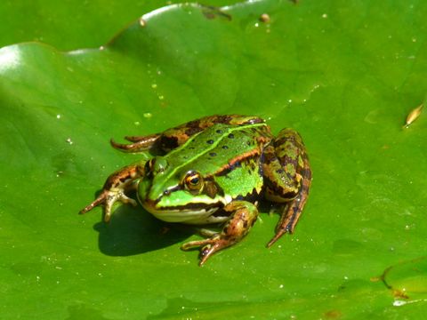 Frosch