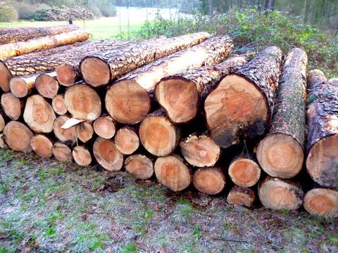 Holz aus Berlin