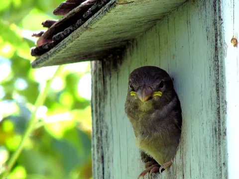 Vogel guckt aus Vogelhäuschen