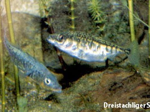 06 Dreistachliger Stichling - Gasterosteus aculeatus (Linnaeus, 1758) (Bild: Umweltatlas Berlin)