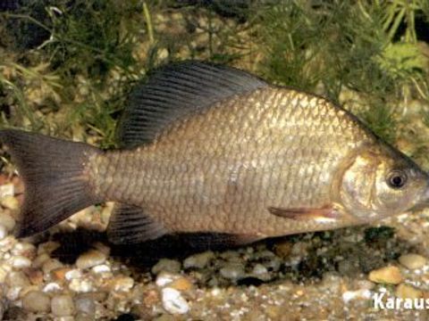 26 Karausche - Carassius carassius (Linnaeus, 1758) (Bild: Umweltatlas Berlin)