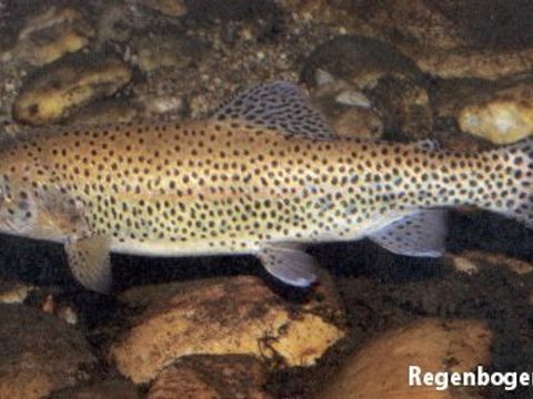27 Regenbogenforelle - Oncorhynchus mykiss (Richardson, 1836) (Bild: Umweltatlas Berlin)