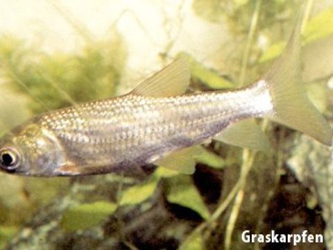 28 Graskarpfen - Ctenopharyngodon idella (Valenciennes, 1844) (Bild: Umweltatlas Berlin)