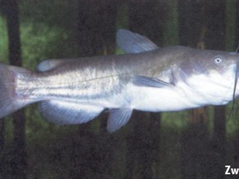 33 Zwergwels - Ictalurus nebulosus (Le Sueur, 1819) (Bild: Umweltatlas Berlin)