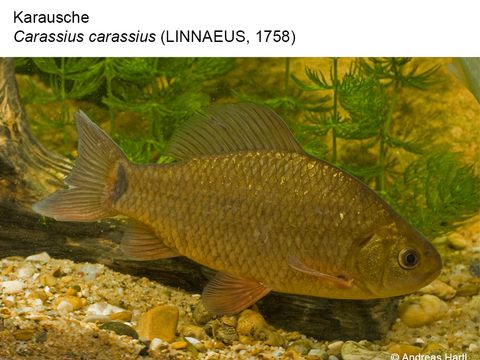 02 Karausche - Carassius carassius (Linnaeus, 1758) (Bild: Andreas Hartl)