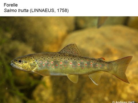 05 Forelle - Salmo trutta (LINNAEUS, 1758) (Bild: Umweltatlas Berlin)