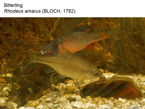 06 Bitterling - Rhodeus amarus (Bloch, 1782) (Bild: Andreas Hartl)