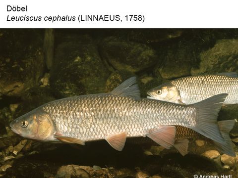 07 Döbel - Leuciscus cephalus (Linnaeus, 1758) (Bild: Andreas Hartl)