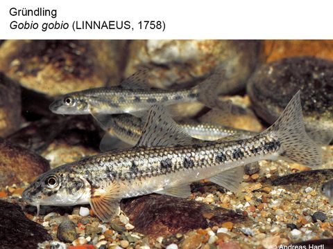 08 Gründling - Gobio gobio (Linnaeus, 1758) (Bild: Andreas Hartl)