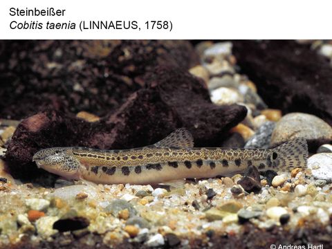 11 Steinbeißer - Cobitis taenia (Linnaeus, 1758) (Bild: Andreas Hartl)